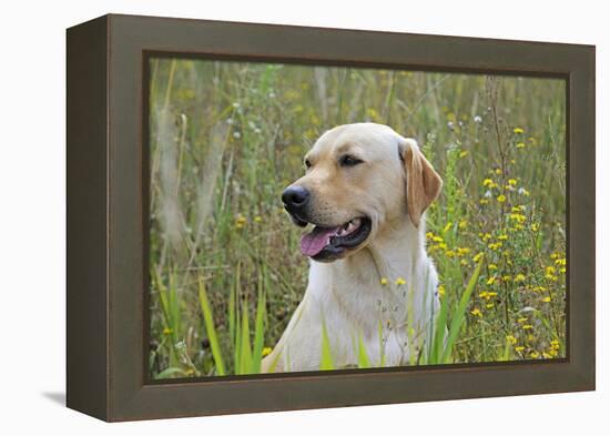 Labrador in Field-null-Framed Premier Image Canvas