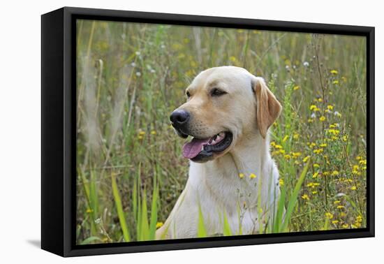 Labrador in Field-null-Framed Premier Image Canvas