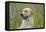 Labrador in Field-null-Framed Premier Image Canvas