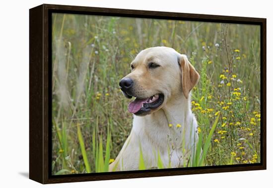 Labrador in Field-null-Framed Premier Image Canvas