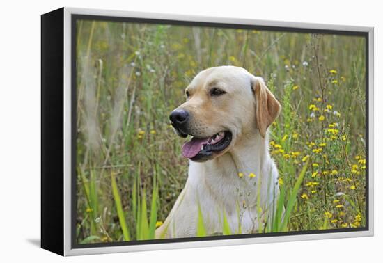 Labrador in Field-null-Framed Premier Image Canvas