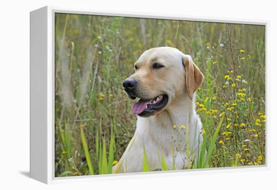 Labrador in Field-null-Framed Premier Image Canvas