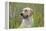 Labrador in Field-null-Framed Premier Image Canvas