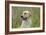 Labrador in Field-null-Framed Photographic Print