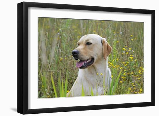 Labrador in Field-null-Framed Photographic Print