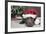 Labrador in Santa Hat Sleeping by Xmas Tree-null-Framed Photographic Print