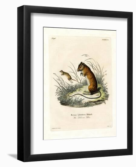 Labrador Jumping Mouse-null-Framed Giclee Print