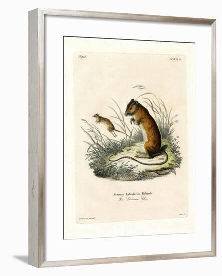 Labrador Jumping Mouse-null-Framed Giclee Print