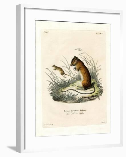 Labrador Jumping Mouse-null-Framed Giclee Print