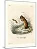 Labrador Jumping Mouse-null-Mounted Giclee Print