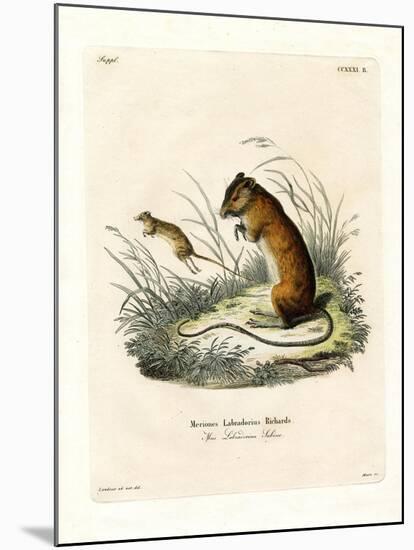 Labrador Jumping Mouse-null-Mounted Giclee Print