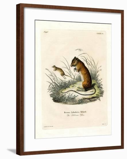 Labrador Jumping Mouse-null-Framed Giclee Print