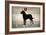 Labrador Love I-Ryan Fowler-Framed Premium Giclee Print