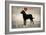 Labrador Love I-Ryan Fowler-Framed Art Print