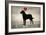 Labrador Love I-Ryan Fowler-Framed Art Print