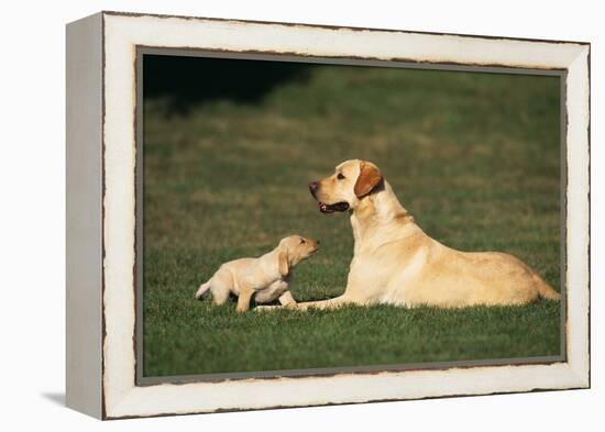 Labrador Mother and Puppy-DLILLC-Framed Premier Image Canvas