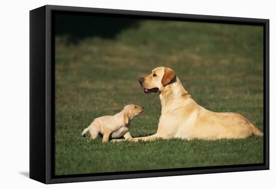 Labrador Mother and Puppy-DLILLC-Framed Premier Image Canvas