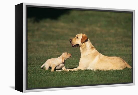 Labrador Mother and Puppy-DLILLC-Framed Premier Image Canvas