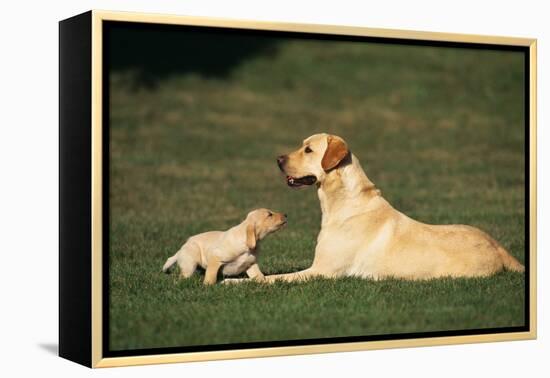 Labrador Mother and Puppy-DLILLC-Framed Premier Image Canvas