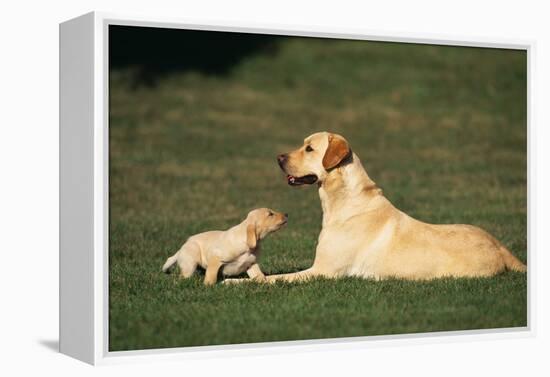 Labrador Mother and Puppy-DLILLC-Framed Premier Image Canvas