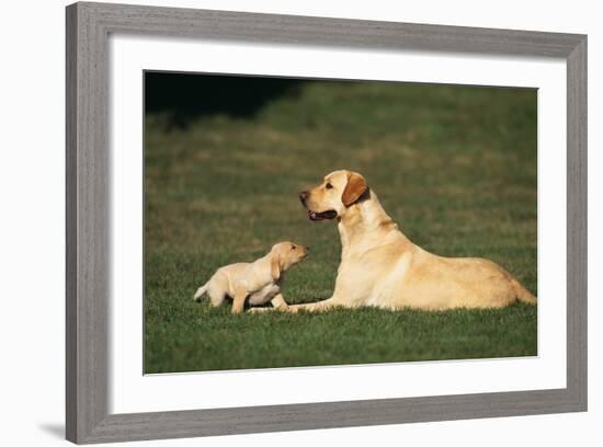 Labrador Mother and Puppy-DLILLC-Framed Photographic Print