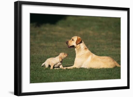 Labrador Mother and Puppy-DLILLC-Framed Photographic Print