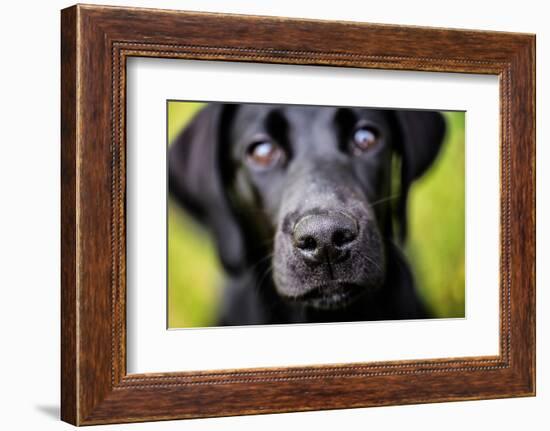 Labrador nose, United Kingdom, Europe-John Alexander-Framed Photographic Print