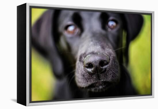 Labrador nose, United Kingdom, Europe-John Alexander-Framed Premier Image Canvas