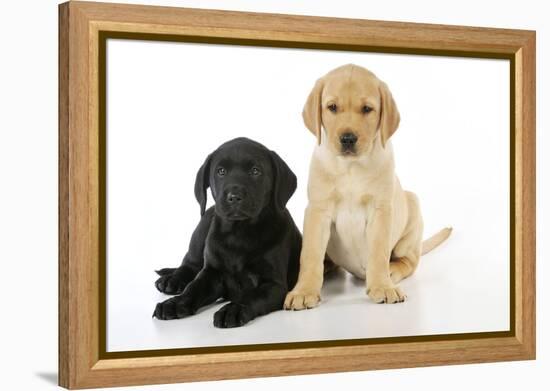 Labrador Puppies (8 Weeks Old)-null-Framed Premier Image Canvas