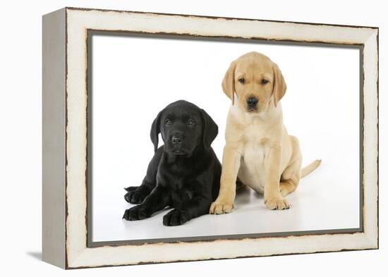 Labrador Puppies (8 Weeks Old)-null-Framed Premier Image Canvas