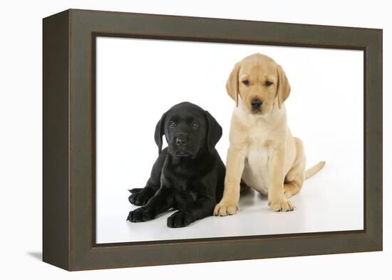 Labrador Puppies (8 Weeks Old)-null-Framed Premier Image Canvas