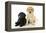 Labrador Puppies (8 Weeks Old)-null-Framed Premier Image Canvas