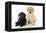 Labrador Puppies (8 Weeks Old)-null-Framed Premier Image Canvas