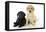 Labrador Puppies (8 Weeks Old)-null-Framed Premier Image Canvas