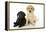 Labrador Puppies (8 Weeks Old)-null-Framed Premier Image Canvas