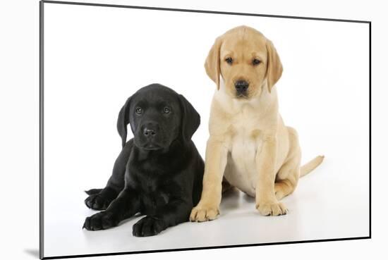 Labrador Puppies (8 Weeks Old)-null-Mounted Photographic Print