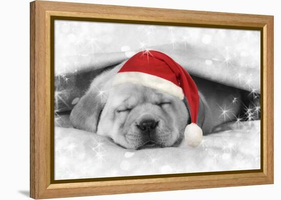 Labrador Puppy Lying under a Blanket Wearing a Christmas Hat-null-Framed Premier Image Canvas