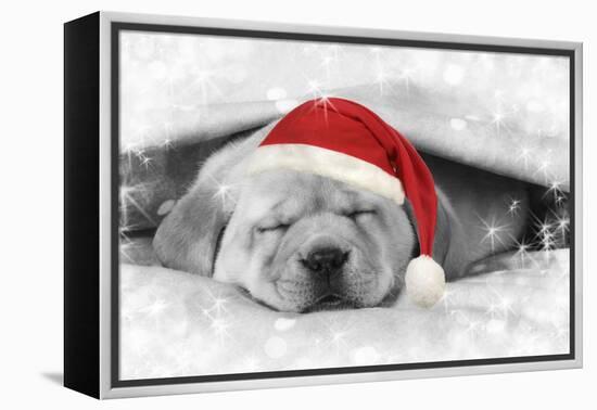 Labrador Puppy Lying under a Blanket Wearing a Christmas Hat-null-Framed Premier Image Canvas