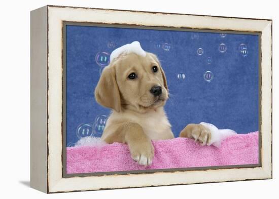 Labrador Retriever 9 Wk Old Puppies With-null-Framed Premier Image Canvas