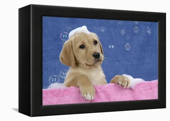 Labrador Retriever 9 Wk Old Puppies With-null-Framed Premier Image Canvas