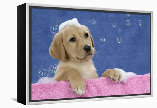 Labrador Retriever 9 Wk Old Puppies With-null-Framed Premier Image Canvas