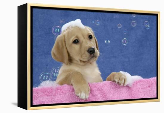 Labrador Retriever 9 Wk Old Puppies With-null-Framed Premier Image Canvas
