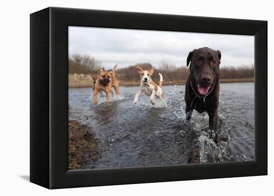 Labrador Retriever and Friends Having Fun in the Water-Eric Gevaert-Framed Premier Image Canvas