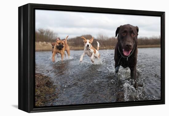 Labrador Retriever and Friends Having Fun in the Water-Eric Gevaert-Framed Premier Image Canvas