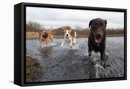 Labrador Retriever and Friends Having Fun in the Water-Eric Gevaert-Framed Premier Image Canvas