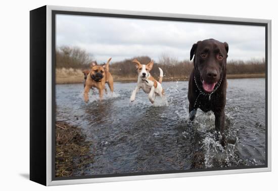 Labrador Retriever and Friends Having Fun in the Water-Eric Gevaert-Framed Premier Image Canvas