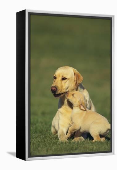 Labrador Retriever and Her Puppy-DLILLC-Framed Premier Image Canvas