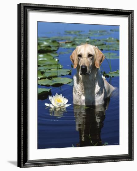 Labrador Retriever Dog in Lake, Illinois, USA-Lynn M. Stone-Framed Photographic Print