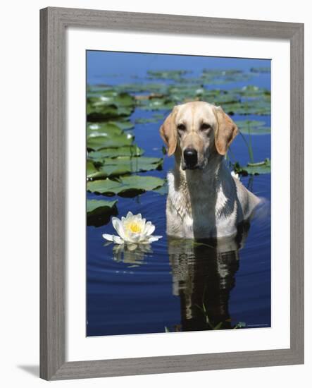 Labrador Retriever Dog in Lake, Illinois, USA-Lynn M. Stone-Framed Photographic Print