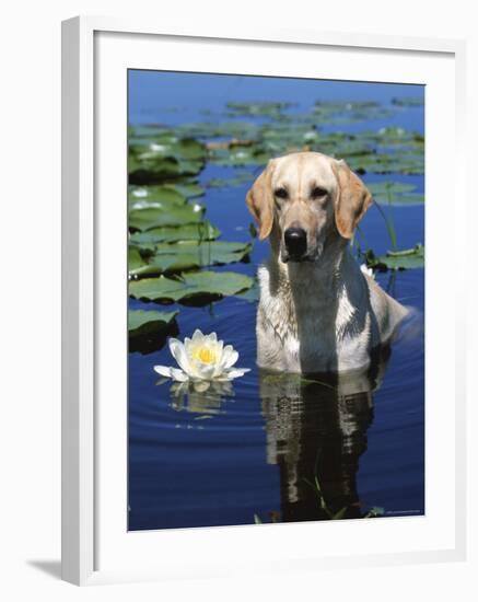 Labrador Retriever Dog in Lake, Illinois, USA-Lynn M. Stone-Framed Photographic Print